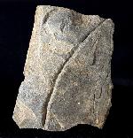 Cruziana (ORBIGNY 1842) (Laufspur eines Trilobiten) - Bild © FossNet FossilienStore